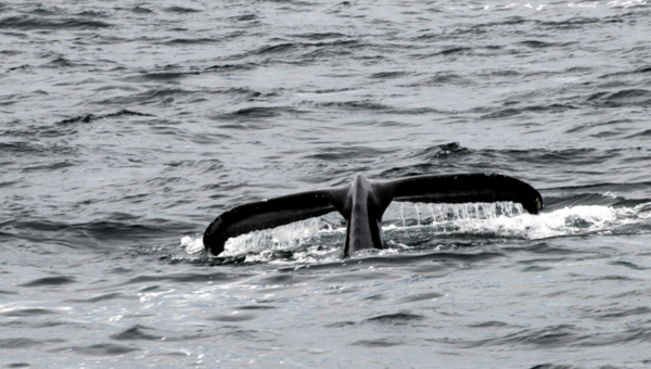 Sensitive Sea Areas - Whales