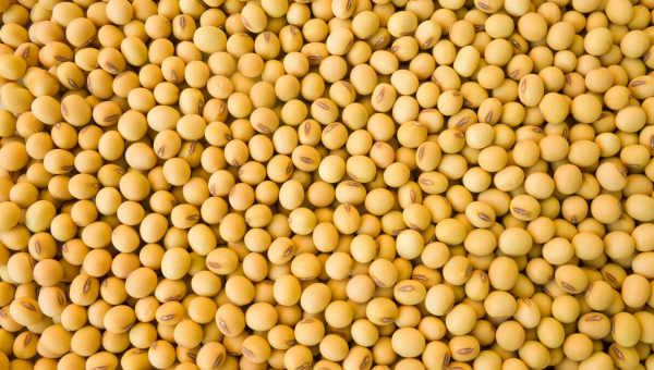 Soya beans