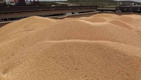 Soya bean loading