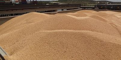 Soya bean loading 3 resized.jpg