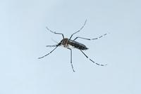 Aedes aegypti.jpg