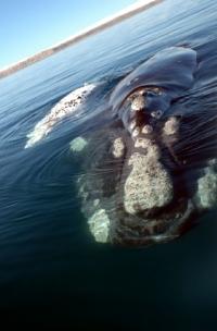 Right Whale.jpg