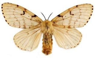 AsianGypsyMothCFIA315.jpg